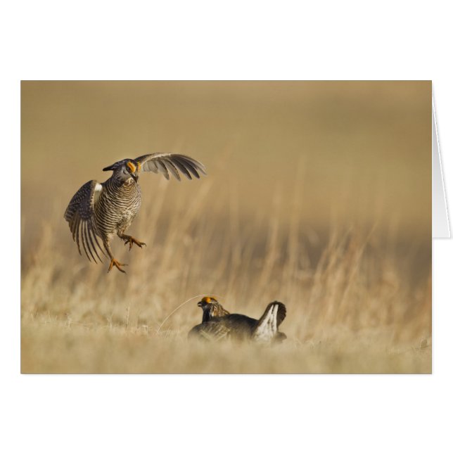 Männliche Prärie-Hühner am Lee im Loup-Landkreis (Vorderseite (Horizontal))
