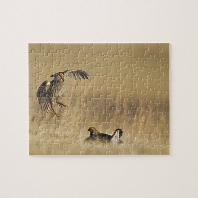 Männliche Prärie-Hühner am Lee im Loup-Landkreis (Horizontal)