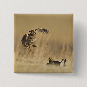 Männliche Prärie-Hühner am Lee im Loup-Landkreis Button