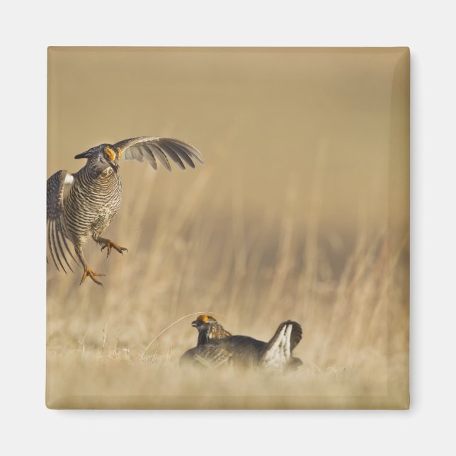 Männliche Prärie-Hühner am Lee im Loup-Landkreis Magnet (Vorne)