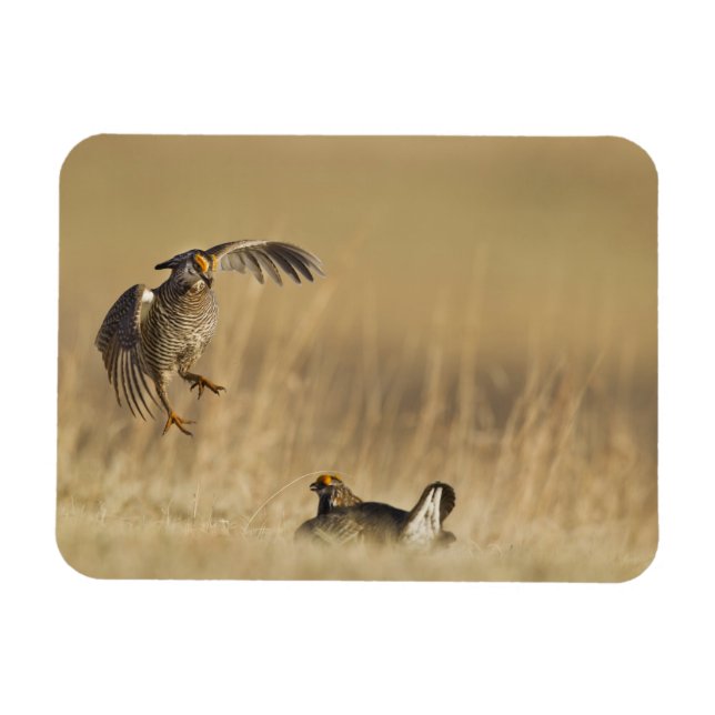 Männliche Prärie-Hühner am Lee im Loup-Landkreis Magnet (Horizontal)