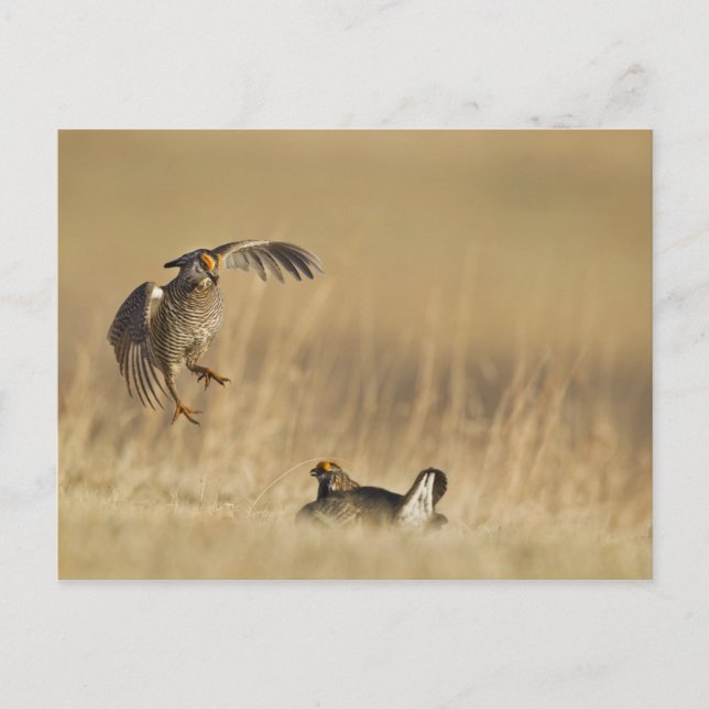 Männliche Prärie-Hühner am Lee im Loup-Landkreis Postkarte (Vorderseite)