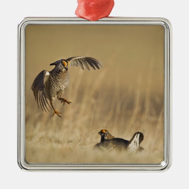 Männliche Prärie-Hühner am Lee im Loup-Landkreis Silbernes Ornament (Vorne)