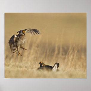 Männliche Präriehühner auf See im Loup-Landkreis Poster