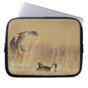 Männliche Präriehühner beim Lek in Loup County Laptopschutzhülle