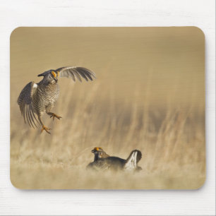 Männliche Präriehühner beim Lek in Loup County Mousepad