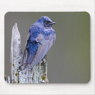 Männliche Purpurwaldsänger-Nistplatz über dem Lake Mousepad