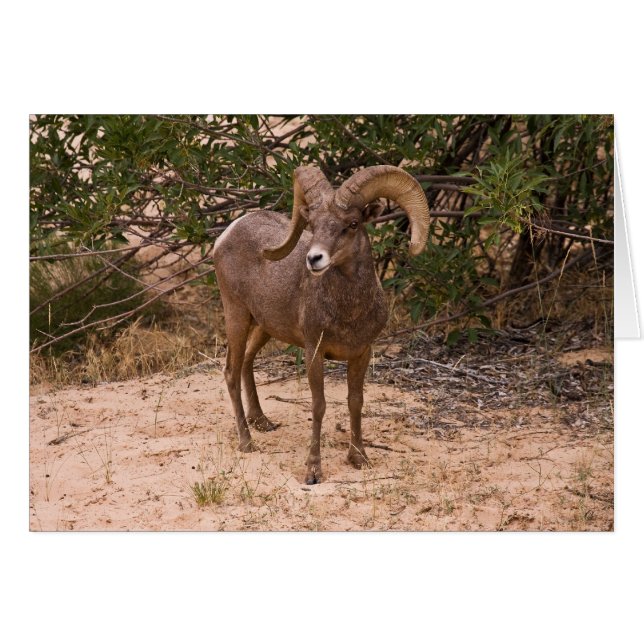 Männliche Ram Big Horn Sheep (Vorderseite (Horizontal))