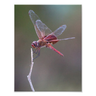 Männliche Red Saddlebags Dragonfly Fotodruck
