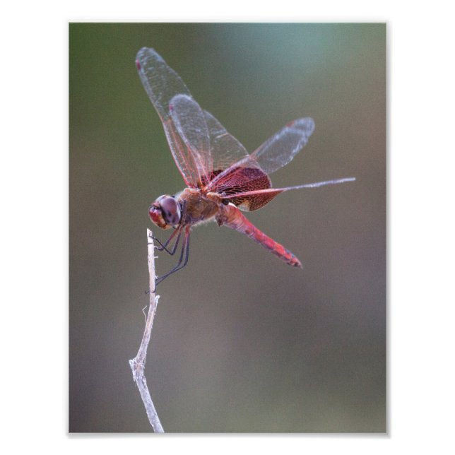 Männliche Red Saddlebags Dragonfly Fotodruck (Vorne)