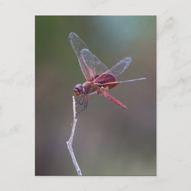 Männliche Red Saddlebags Dragonfly Postkarte (Vorderseite)