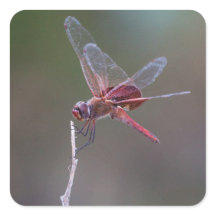 Männliche Red Saddlebags Dragonfly