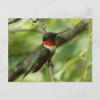 Männliche rubingewurzelte Hummingbird Postcard. Postkarte