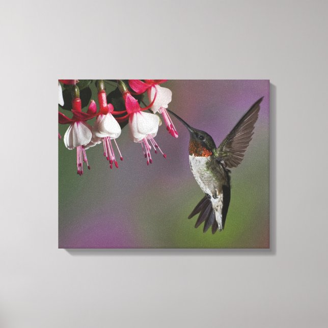 Männliche Ruby throated Hummingbird, Archilochus Leinwanddruck (Vorderseite)