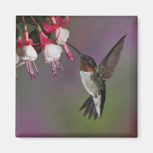 Männliche Ruby throated Hummingbird, Archilochus Magnet