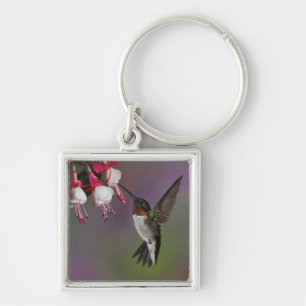 Männliche Ruby throated Hummingbird, Archilochus Schlüsselanhänger