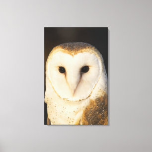 Männliche Schleiereule (Tyto alba), USA Leinwanddruck