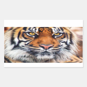 Männliche sibirischer Tiger-Farben-Fotografie Rechteckiger Aufkleber
