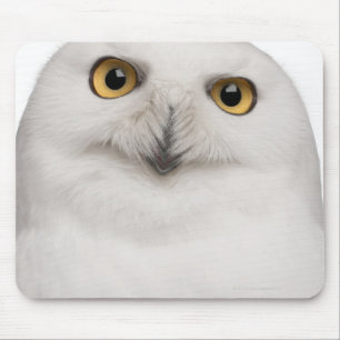Männliche Snowy-Eule (Bubo scandiacus) ist eine Mousepad