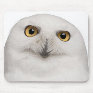 männliche Snowy-Eule (Bubo scandiacus) ist eine Mousepad