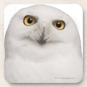 Männliche Snowy-Eule (Bubo scandiacus) ist eine Untersetzer