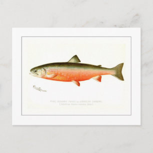 Männliche Sunapee Foreut Postkarte