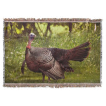 Männliche Tom Türkei zeigt Federn