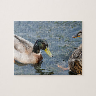 Männliche und weibliche Enten in einem See