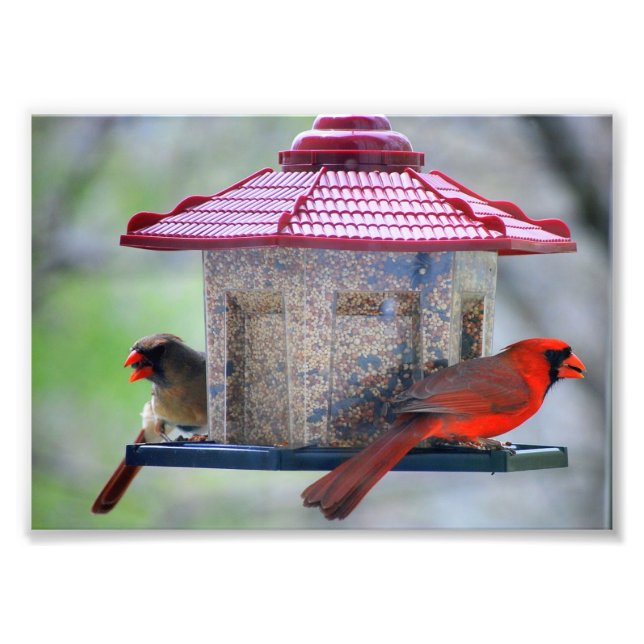 Männliche und weibliche Kardinäle in der Vogelzufü Fotodruck (Vorne)