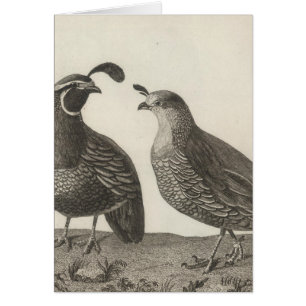 Männliche und weibliche Partridge von Kalifornien