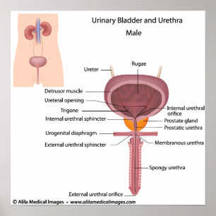 Männliche urinausscheidende Organe, beschriftet Poster