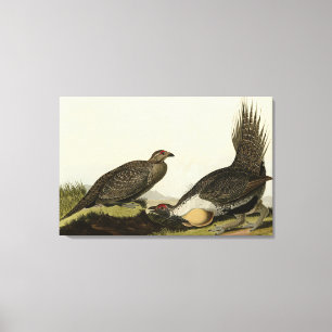 (Männliche Vögel) der Ebenen Audubon Vögel von Ame Leinwanddruck