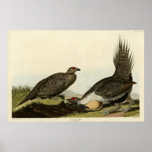 (Männliche Vögel) der Ebenen Audubon Vögel von Ame Poster