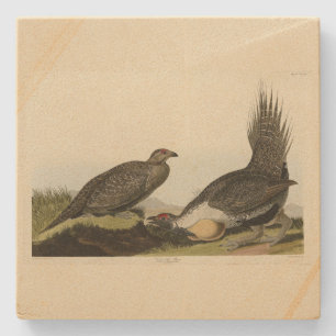 (Männliche Vögel) der Ebenen Audubon Vögel von Ame Steinuntersetzer