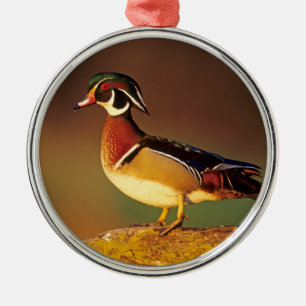 Männliche Waldschnatter, Illinois Silbernes Ornament