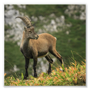 Männliche wilde Alpen, Capra ibex oder steinbock Fotodruck