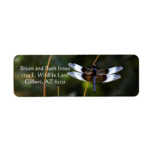 Männliche Witwe Skimmer