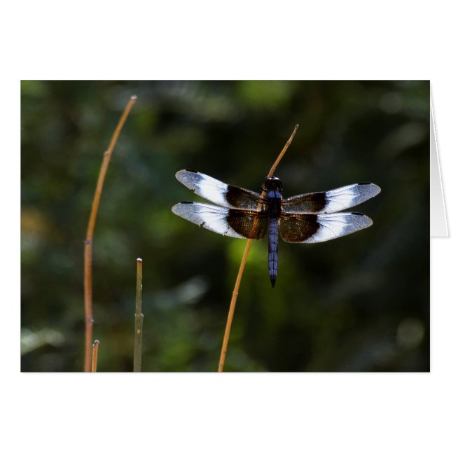 Männliche Witwe Skimmer Drachenfliege auf einem St (Vorderseite (Horizontal))