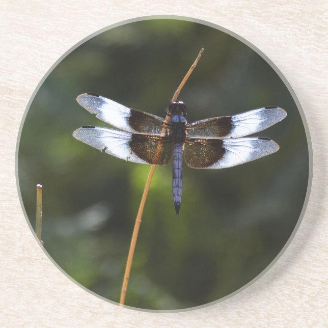 Männliche Witwe Skimmer Dragonfly Getränkeuntersetzer (Vorne)