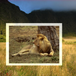 Männlicher afrikanischer Löwe unter einem komforta Postkarte
