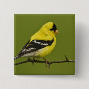 Männlicher amerikanischer Goldfinch in der Zucht s Button