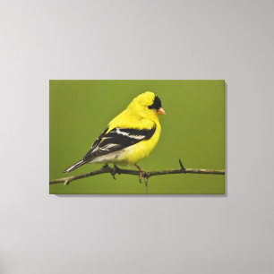 Männlicher amerikanischer Goldfinch in der Zucht s Leinwanddruck
