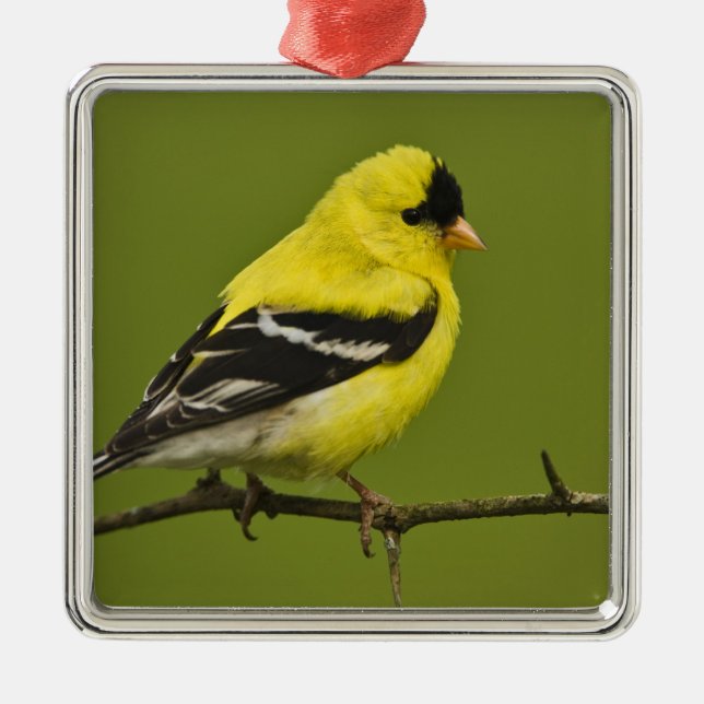 Männlicher amerikanischer Goldfinch in der Zucht s Ornament Aus Metall (Vorne)