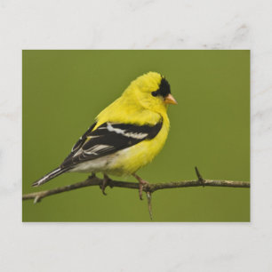 Männlicher amerikanischer Goldfinch in der Zucht s Postkarte