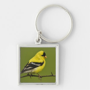 Männlicher amerikanischer Goldfinch in der Zucht s Schlüsselanhänger