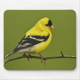 Männlicher Amerikanischer Goldfink im Prachtkleid, Mousepad