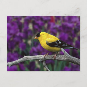 Männlicher Amerikanischer Goldfink im Sommerkleid, Postkarte
