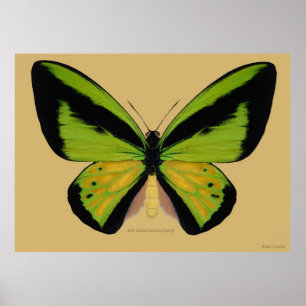 Männlicher birdwing Schmetterling Goliaths Poster