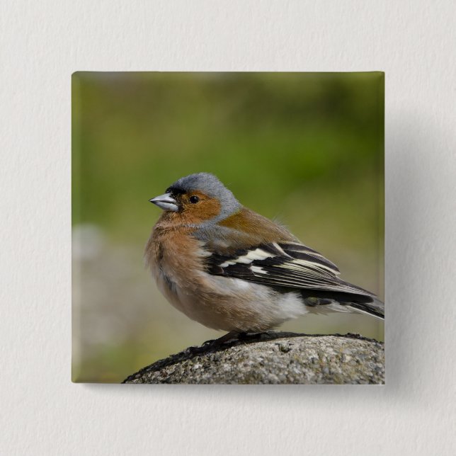 Männlicher Buchfink (WILD: Fringilla coelebs) Button (Vorderseite)