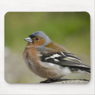 Männlicher Buchfink (WILD: Fringilla coelebs) Mousepad